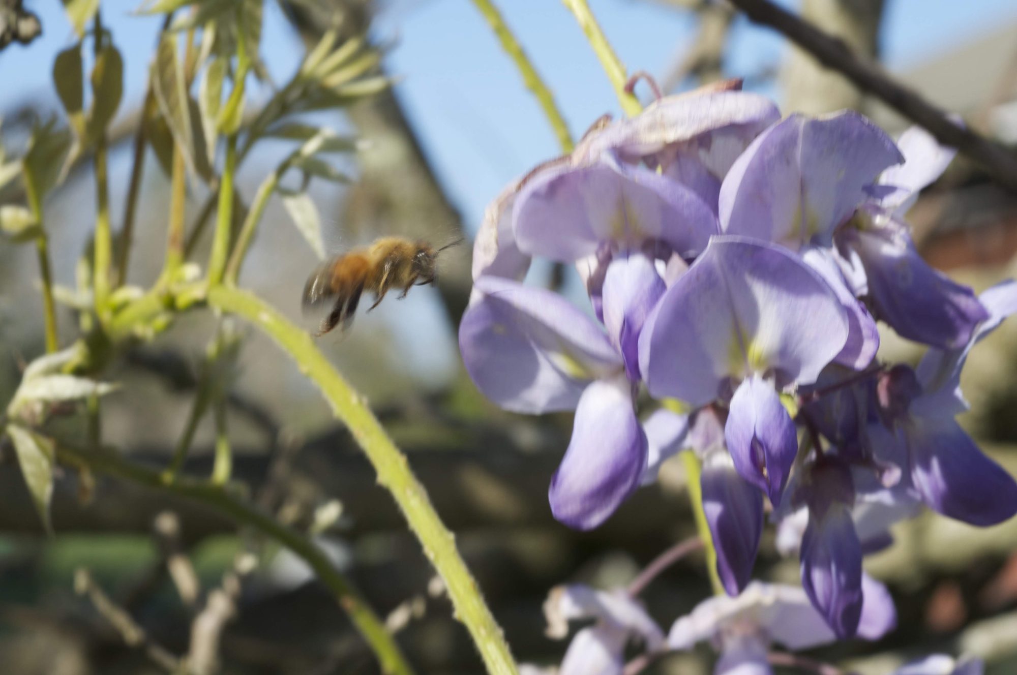 A honeybee in flight beside a cluster of pale purple wisteria blossoms