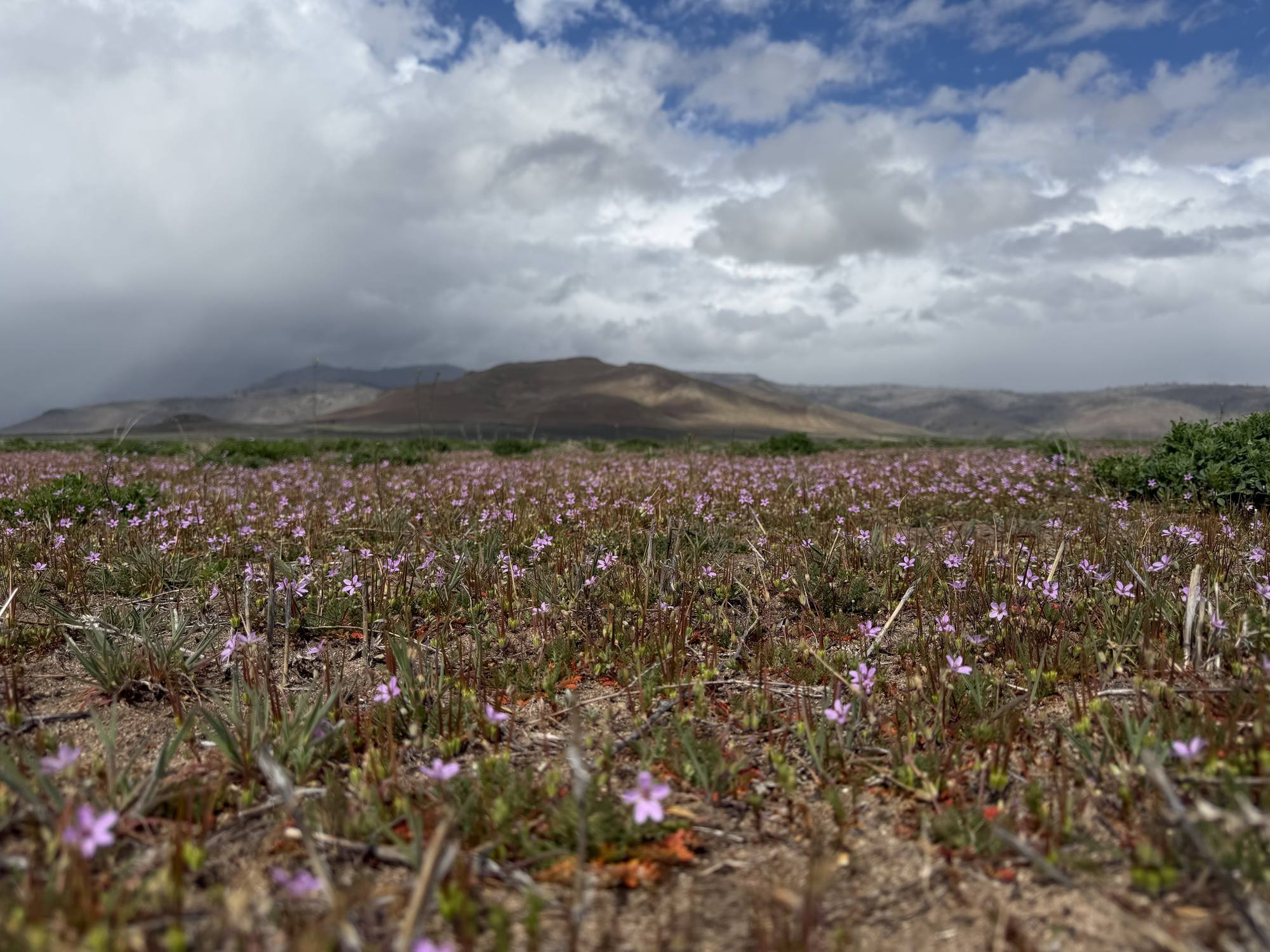 A high-country meadow covered in small pale purple wildflowers under a cloudy sky