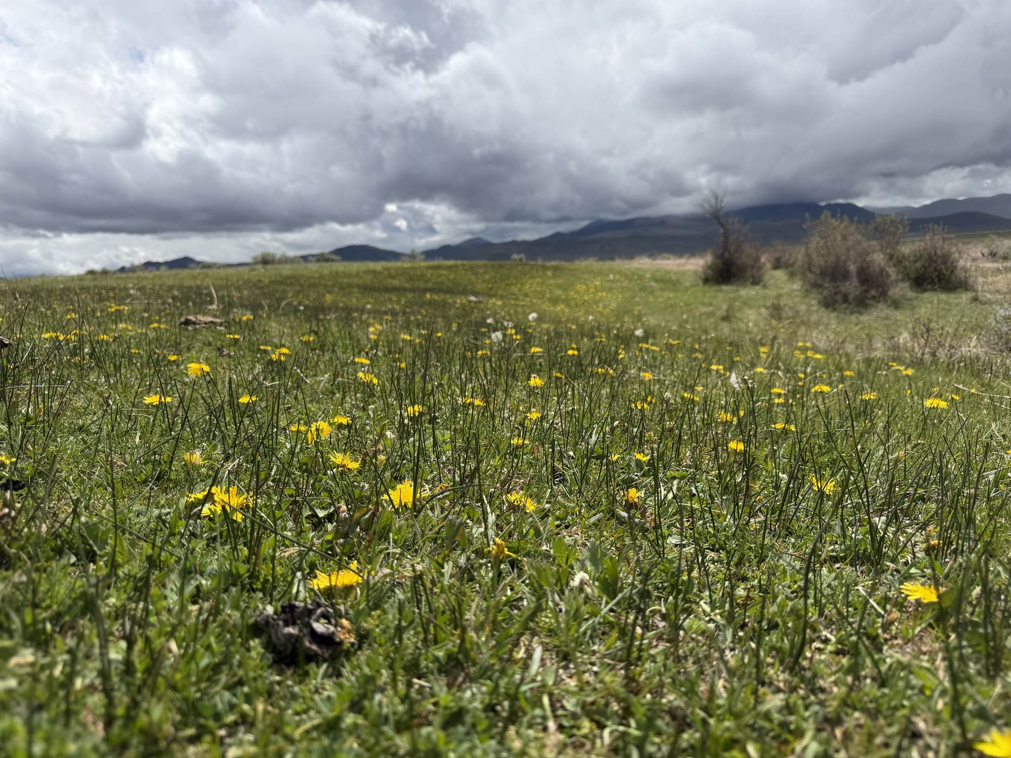 Green high-country grass dotted with small yellow blooms