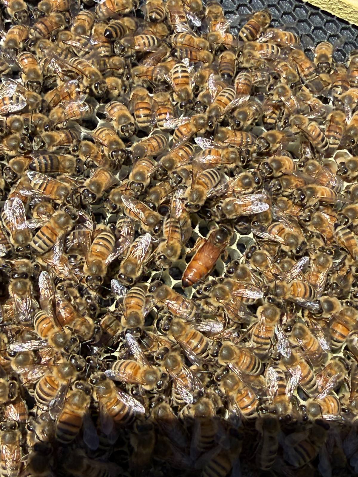 A marked queen bee surrounded by worker bees on honeycomb