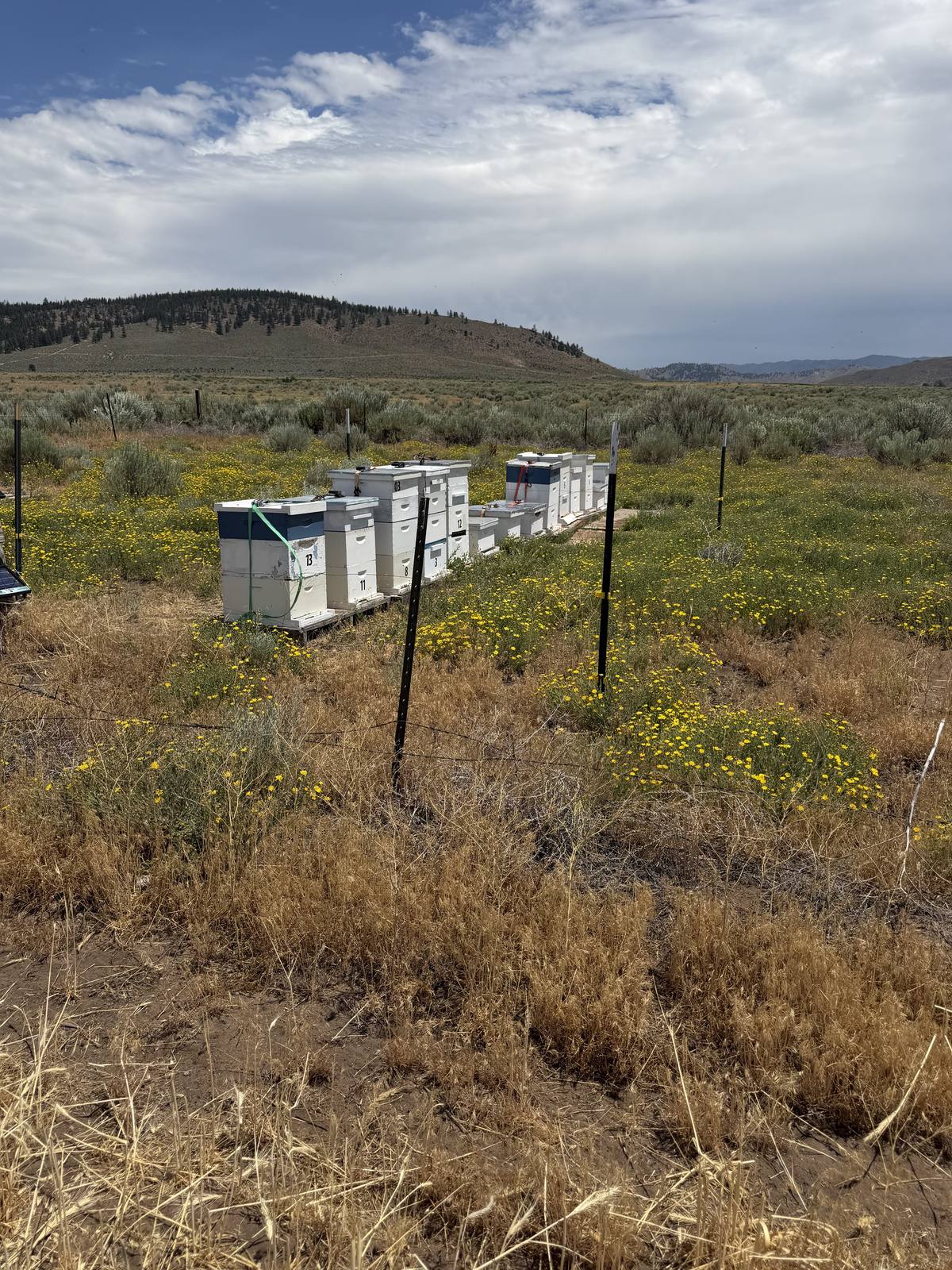 A row of white hive boxes in a dry meadow of yellow wildflowers