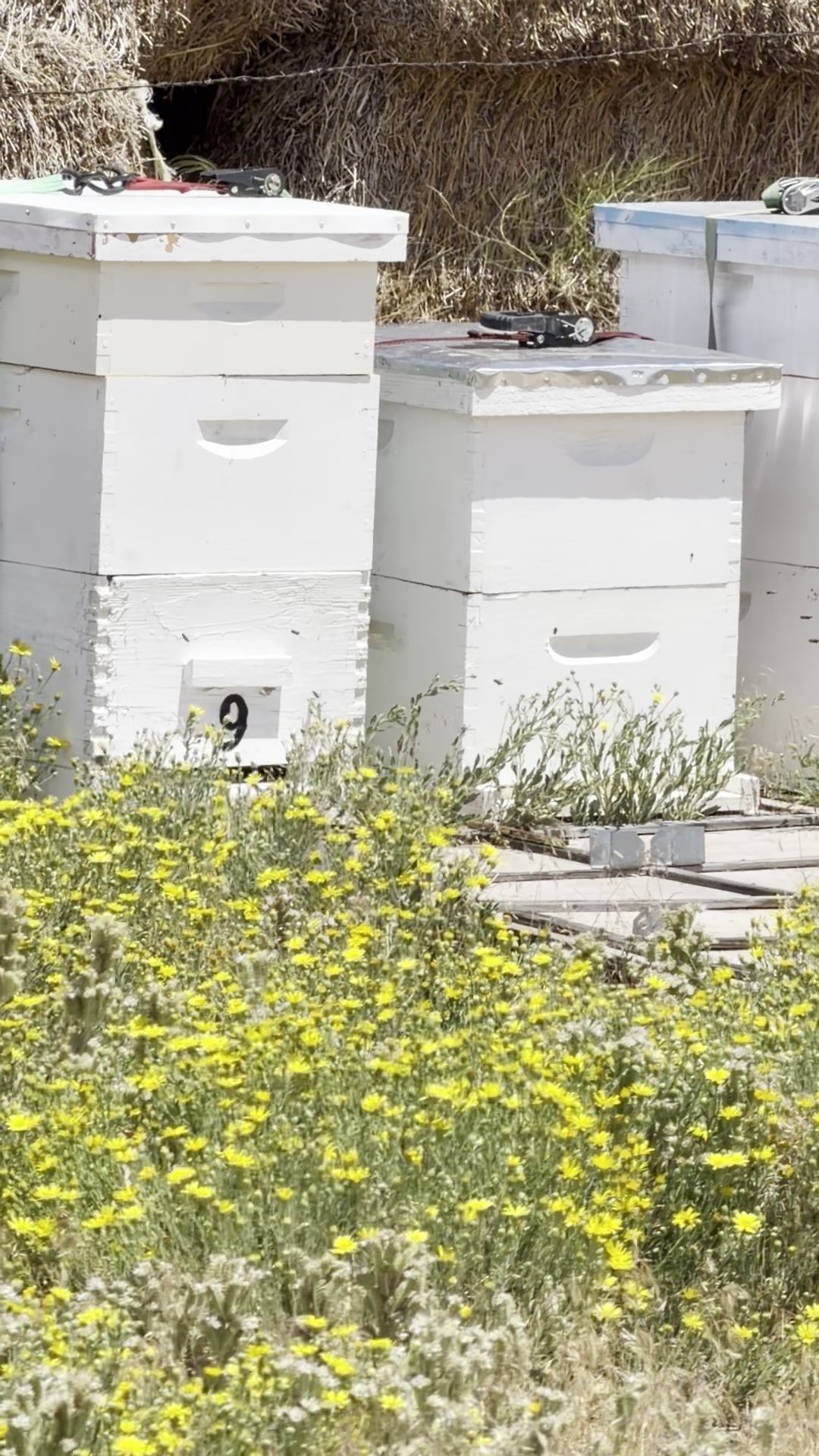 White hive boxes standing behind a patch of small yellow wildflowers